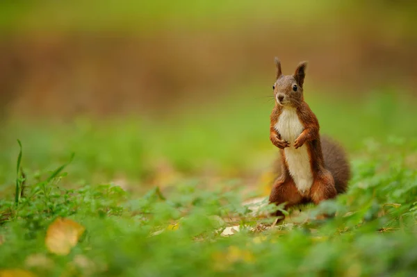 Cute curious brown squirrel standing on the ground — ストック写真