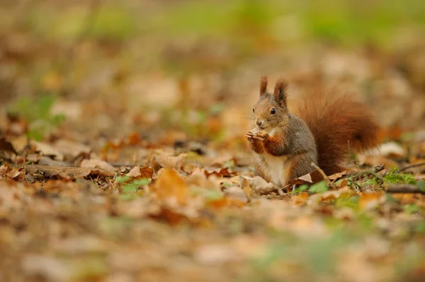 Rotbraunes Eichhörnchen hält Nuss in ihren Pfoten. — Stockfoto