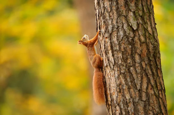 Red squirrel climbing on the tree trunk with yellow background. — Stock Photo, Image