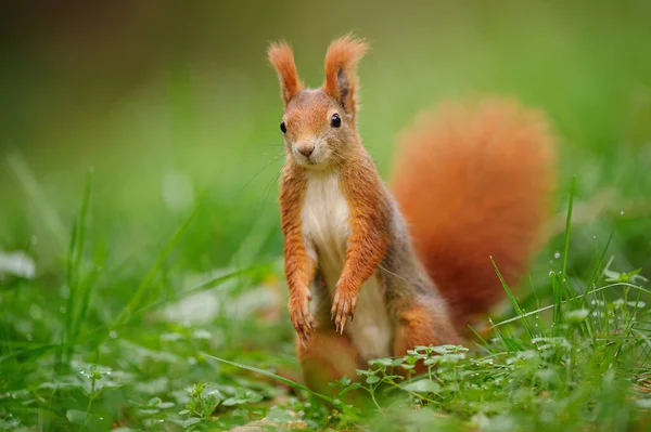Rotes Eichhörnchen steht auf dem grünen Gras. Stockbild
