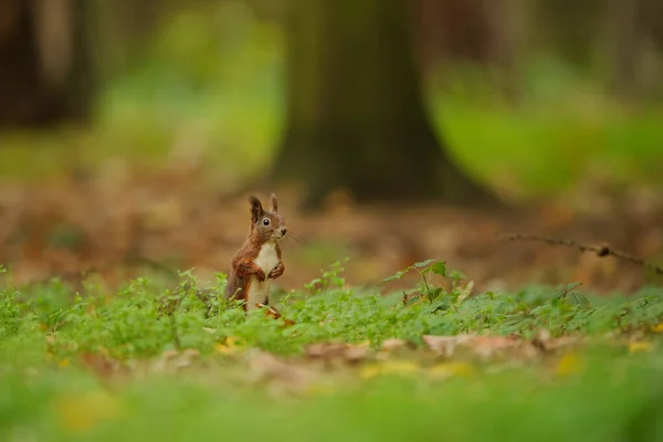 Braunes Eichhörnchen schaut aus dem grünen Gras lizenzfreie Stockfotos