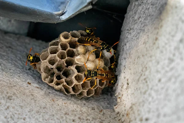 Europese papierwesp. Nest met beginnende kolonie. Politiek dominula Rechtenvrije Stockfoto's