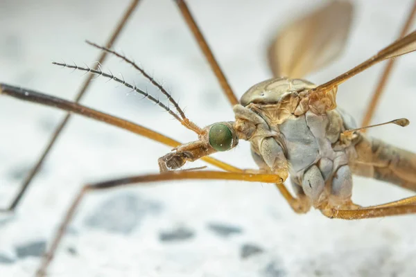 Kranfluga. Tipula maxima. Detalj huvud och kropp. Insektförstoring — Stockfoto