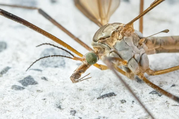 Crane fly from extreme close-up . Tipula maxima. — Stock Photo, Image