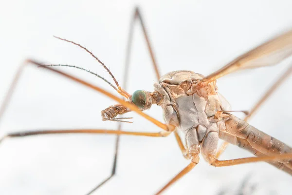 Kranfluga. Tipula maxima. Läskig mikrovärld — Stockfoto