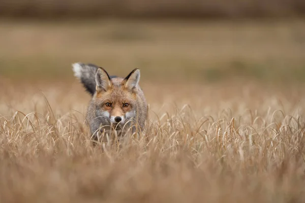 Fox tittar från gult gräs. Hunter letar efter sitt byte. Vulpesvulpes. — Stockfoto