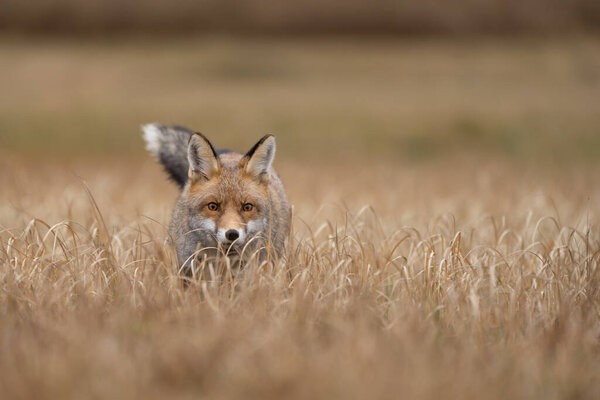 Fox looking from yellow grass. Hunter looking for his prey. Vulpes vulpes. Animal theme. Wild fox.
