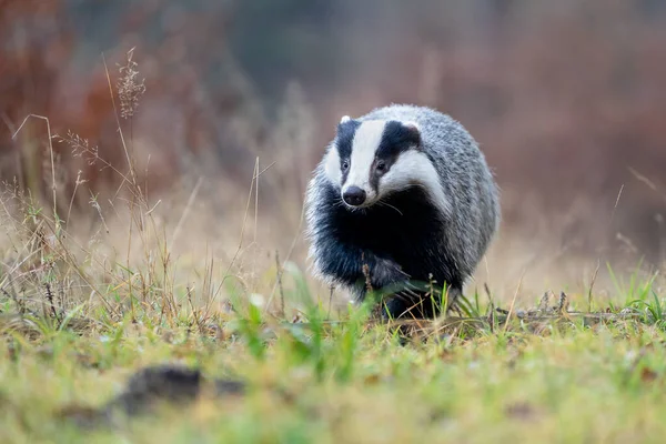 Running badger on green grass from the front view. Closeup detail to wild animal. Meles meles. — Stock Photo, Image