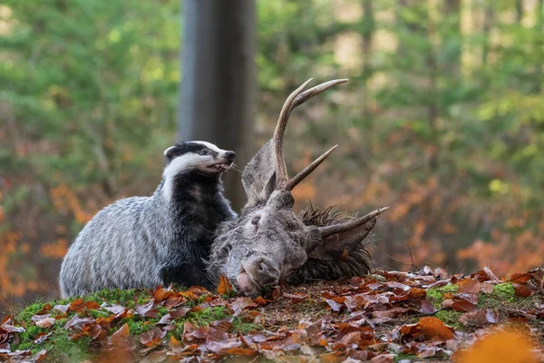 European badger tearing a ded deer in the autumn forest. Meles meles. — Stock Photo, Image