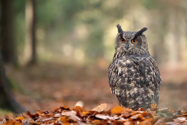 Eurasiatisk örn-uggla på marken med fallna blad och slät ljus bakgrund. Bu-bubo — Stockfoto