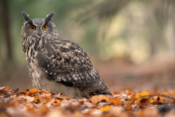 Detail of Eurasian eagle-owl. Closeup big owl in autumn nature. Bubo bubo — Stock Photo, Image