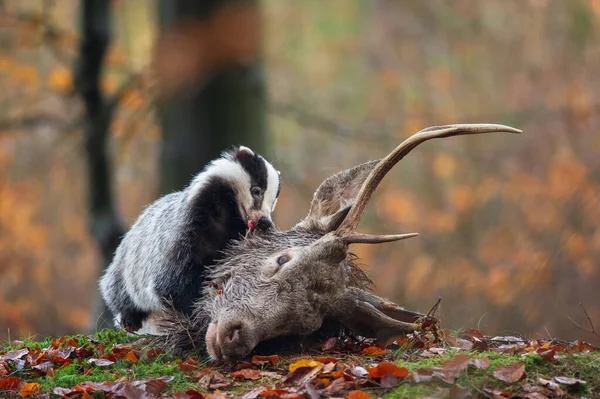 European badger eating fallen deer. Scavenger in action. Meles meles. Closeup natural life Royalty Free Stock Photos