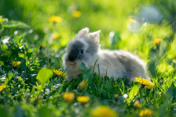 Gri tavşancık çimenlerde, dili açık.