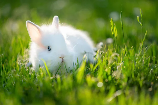 Otların içindeki yavru tavşan. Beyaz sevimli hayvan..