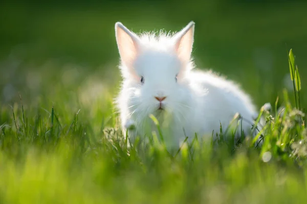 Weißes Kaninchen bleibt im grünen Gras. Stockbild