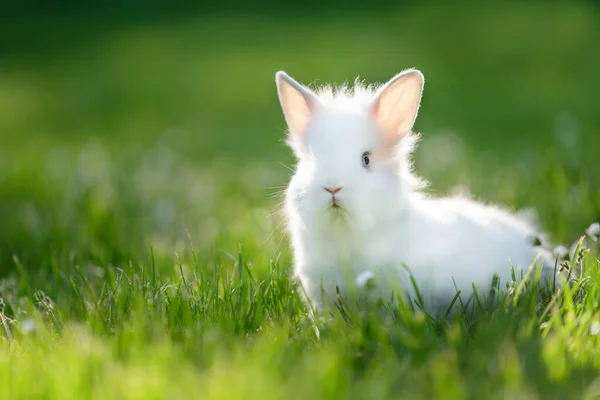 White pet in the nature. Baby rabbit outdoor. Royalty Free Stock Photos