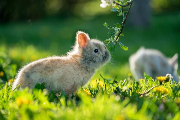 Bebek tavşan bahçedeki ağaç dalını kokluyor. Telifsiz Stok Imajlar