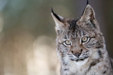 Avrasyalı bir vaşağın ayrıntılı görüntüsü, çarpıcı gözlerini ve kürk dokusunu gösteriyor, yumuşak, bulanık doğal bir arka plana karşı ayarlanmış, vahşi yaşamın güzelliğini ve ihtişamını yakalıyor. Boşluğu lext tarafında kopyala