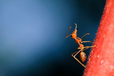 Makro karınca yürüyüşünü kapat