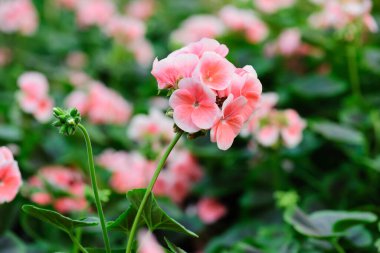 Sardunya çiçekleri yazın açar.