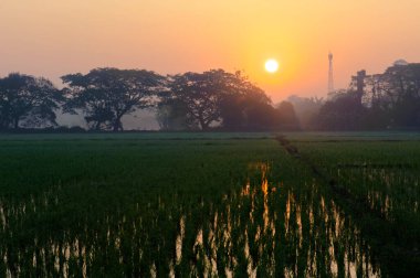 Sabah güneş ışığıyla ekilen pirinç tarlaları