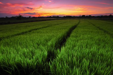 Akşamları pirinç fidelerinin manzarası