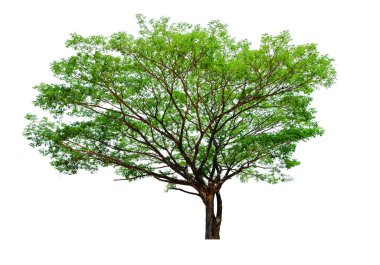 Kırpma yolu 04 olan beyaz arkaplanda izole edilmiş ağaç