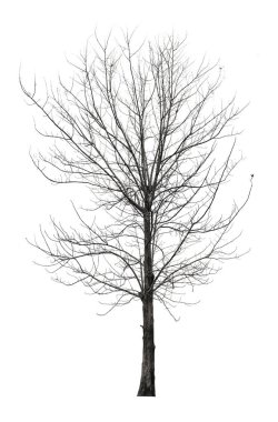 Yapraksız ağaç kırpma yolu ile beyaz arkaplanda izole edildi