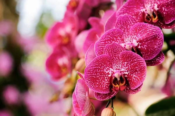 Krásné Orchideje Kvetou Létě — Stock fotografie