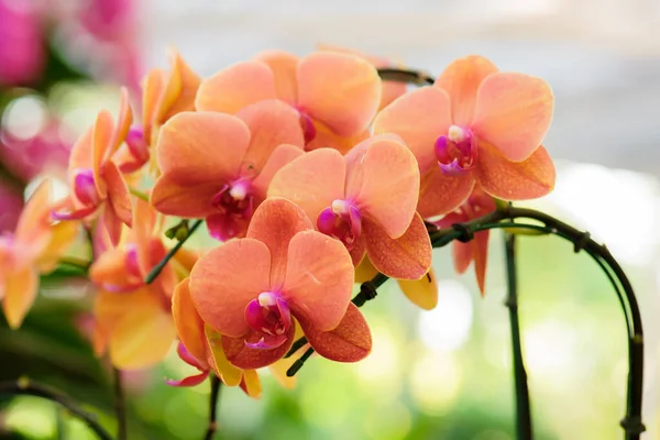 Schöne Orangefarbene Orchideen Blühen Sommer — Stockfoto