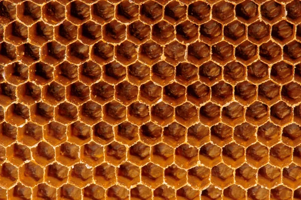 Textura Fondo Patrón Una Sección Panal Cera Una Colmena Abejas — Foto de Stock