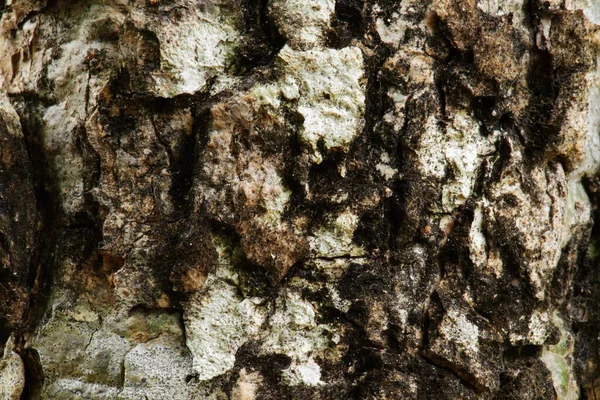 Abstrakt Staré Kůže Stromu Přírodě — Stock fotografie