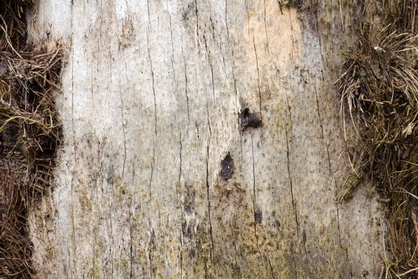 Macro Abstrato Pele Árvore — Fotografia de Stock