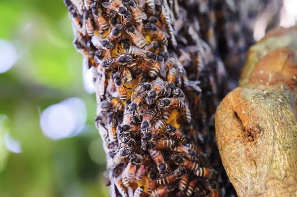 Der Bienenschwarm Sammelte Sich Auf Seinem Nest — Stockfoto