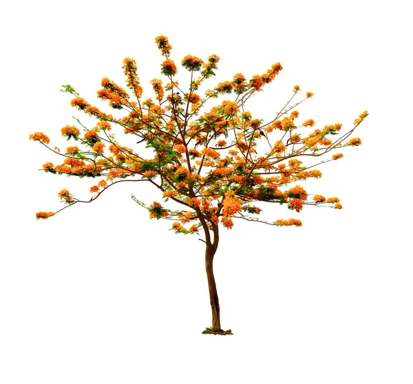 Flam Boyant Flame Tree Royal Poinciana Izolované Bílém Pozadí Výstřižkovou — Stock fotografie