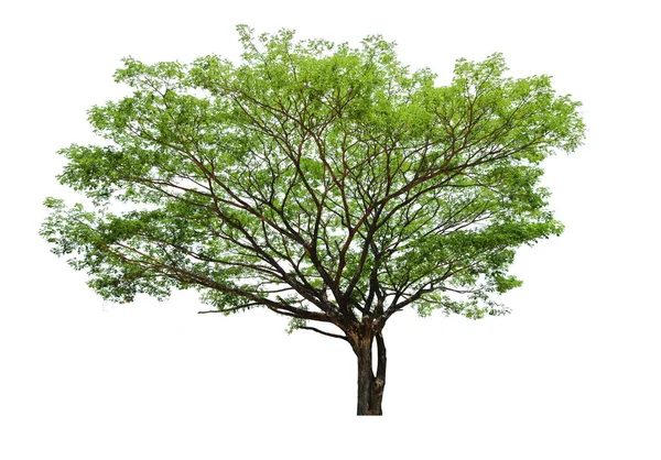 Baum Isoliert Auf Weißem Hintergrund Mit Clipping Pfad — Stockfoto