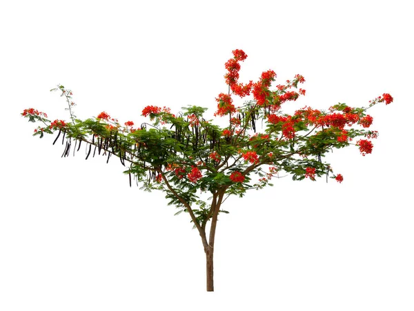 Flam Boyant Flame Tree Royal Poinciana Isolato Sfondo Bianco Con — Foto Stock