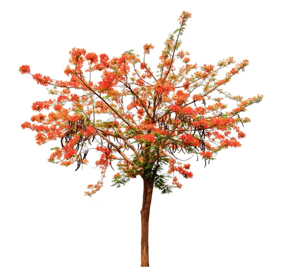 Flam Boyant Flame Tree Royal Poinciana Elszigetelt Fehér Háttér Nyírás — Stock Fotó
