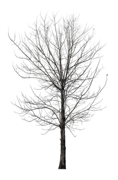 Yapraksız Ağaç Kırpma Yolu Ile Beyaz Arkaplanda Izole Edildi — Stok fotoğraf