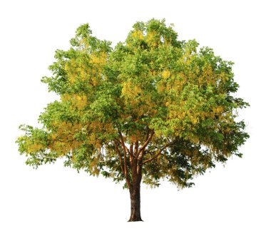 Kırpma Yolu ile beyaz arkaplanda izole Cassia fistula ağacı