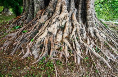 Büyük bir ağacın kökü.