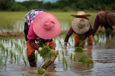 Tayland 'da çiftçiler yağmur mevsiminde pirinç yetiştiriyor: kırsal yaşam tarzı.