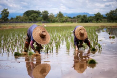 Tayland 'da çiftçiler yağmur mevsiminde pirinç yetiştiriyor: kırsal yaşam tarzı.