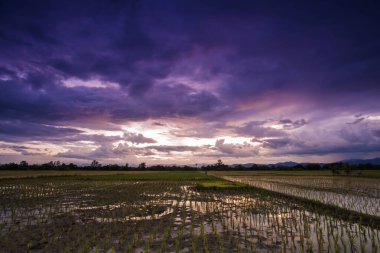 Gün batımında çeltik tarlaları