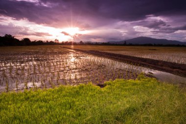 Gün batımında çeltik tarlaları