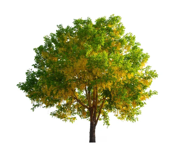 Kırpma Yolu Ile Beyaz Arkaplanda Izole Cassia Fistula Ağacı — Stok fotoğraf