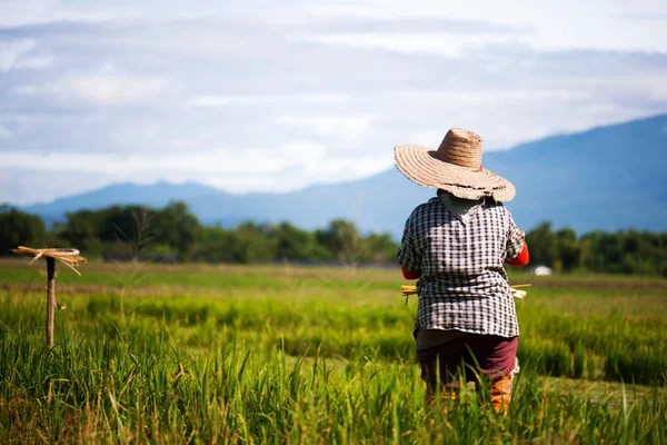 Asian farmer transplant rice seedlings in rice field, Farmer planting rice in the rainy season