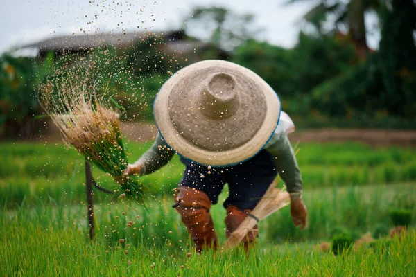 Los Agricultores Asiáticos Retiran Las Plántulas Para Cultivar Arroz Temporada — Foto de Stock