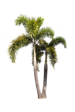 Palmiye ağacı kırpma yolu ile beyaz arkaplanda izole edildi