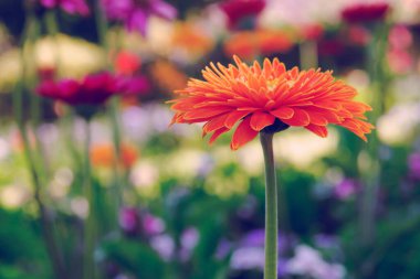 Gerbera transvaal papatya çiçeği doğada çiçek açıyor.